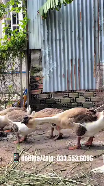 Đàn ngỗng bố mẹ trong trại