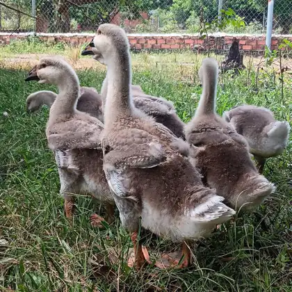 Đàn ngỗng choai trên bãi cỏ