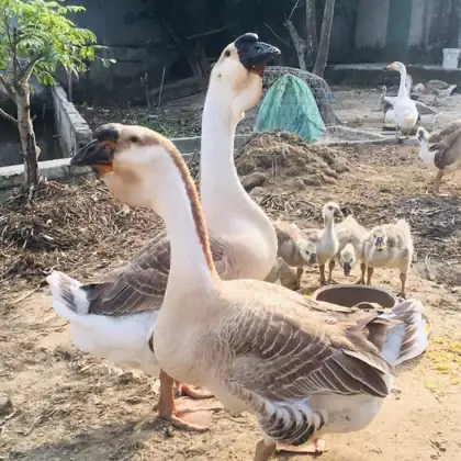 Ngỗng bố mẹ và ngỗng con