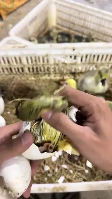 Ngỗng sư tử con vừa nở từ trứng