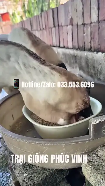 Ngỗng sư tử trưởng thành